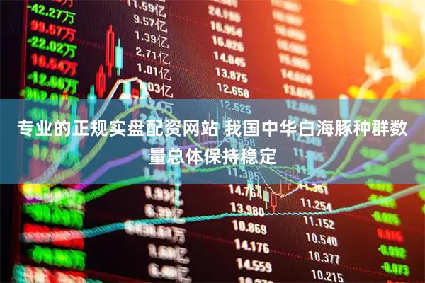 专业的正规实盘配资网站 我国中华白海豚种群数量总体保持稳定